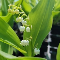 Convallaria majalis